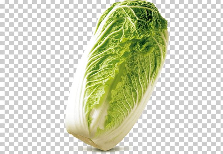 Romaine Lettuce Cabbage Cruciferous Vegetables Rutabaga Spring Greens PNG, Clipart, Bok Choy, Cabbage, Cabbages, Cauliflower, Chard Free PNG Download