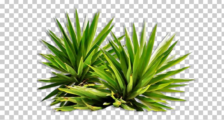 Bushes PNG, Clipart, Bushes Free PNG Download