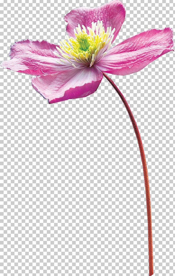 Drawing Flower Watercolor Painting PNG, Clipart, Creativity, Cut Flowers, Designer, Drawing, Flora Free PNG Download