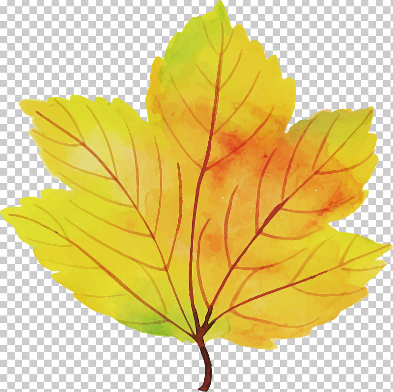 Autumn Leaf Colorful Leaf PNG, Clipart, Autumn Leaf, Biology, Colorful Leaf, Leaf, Maple Free PNG Download