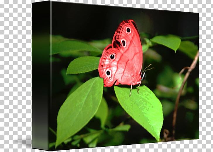 Butterfly Insect Pollinator Nymphalidae Lycaenidae PNG, Clipart, Arthropod, Brush Footed Butterfly, Butterflies And Moths, Butterfly, Insect Free PNG Download