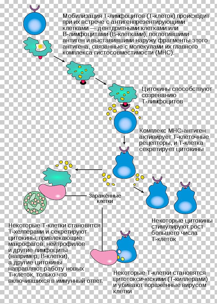 Inflammation Immune System Plasma Cell Cytotoxic T Cell PNG, Clipart, Adaptive Immune System, Area, Cancer Cell, Cell, Cellmediated Immunity Free PNG Download