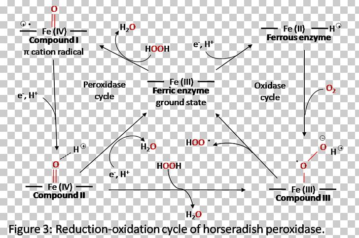 Line Point Angle Horseradish Peroxidase Intersection PNG, Clipart, Angle, Area, Art, Diagram, Horseradish Free PNG Download
