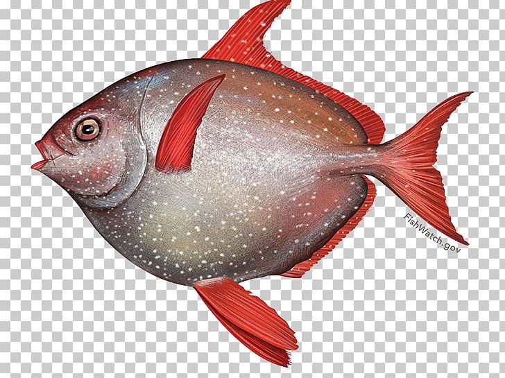 Oily Fish Lampris Guttatus Thunnus Seafood PNG, Clipart, Animals, Basa, Coral Reef Fish, Fauna, Fillet Free PNG Download
