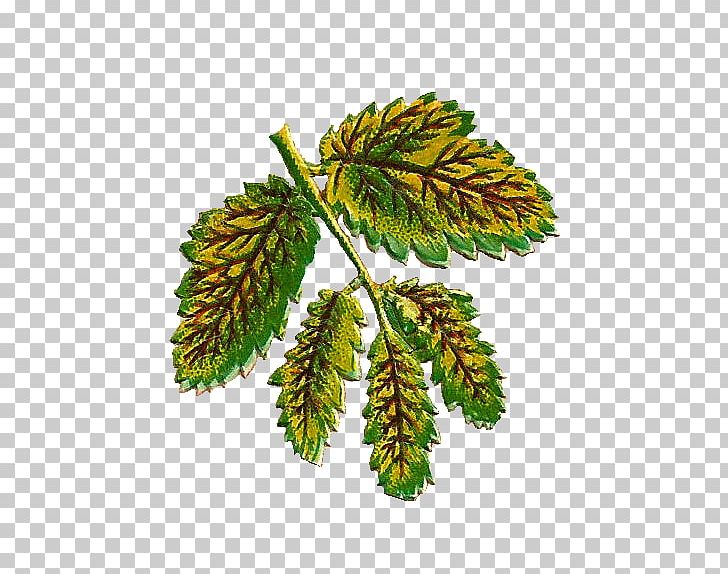 Spruce Branching PNG, Clipart, Branch, Branching, Conifer, Evergreen, Fir Free PNG Download