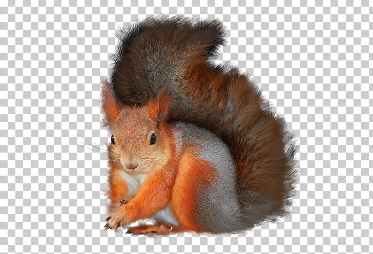 Tree Squirrels PNG, Clipart, Animal, Autumn, Desktop Wallpaper, Digital Image, Fauna Free PNG Download