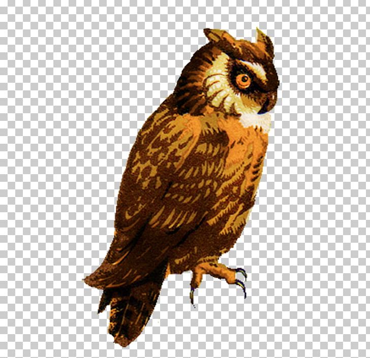 Great Horned Owl Drawing Barred Owl PNG, Clipart, Barn Owl, Barred Owl, Beak, Bird, Bird Of Prey Free PNG Download