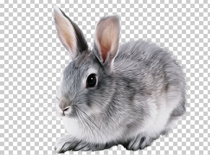 Hare European Rabbit Domestic Rabbit PNG, Clipart, Animals, Bisou, Bleu, Chew Toy, Domestic Rabbit Free PNG Download