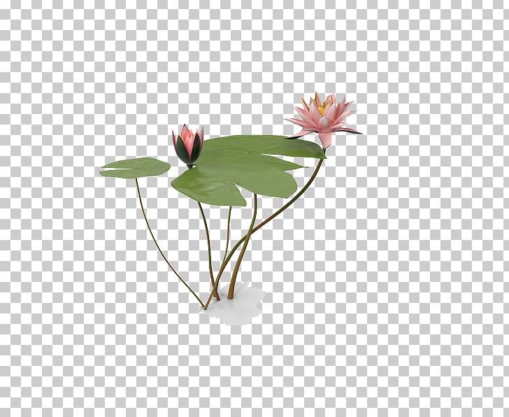 Marsh House Nelumbo Nucifera PNG, Clipart, 3d Computer Graphics, Bird, Channel, Computer Wallpaper, Download Free PNG Download
