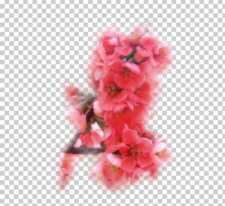 Photography Symbol PNG, Clipart, Azalea, Blossom, Buenos Dias, Cherry Blossom, Cicek Resimleri Free PNG Download