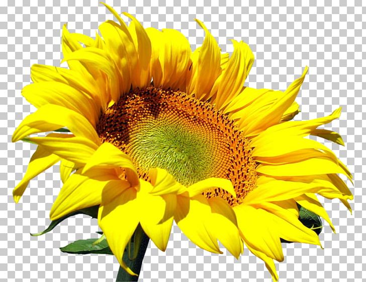 Presentation Sunflower Others PNG, Clipart, Art, Daisy Family, Document, Download, Flower Free PNG Download