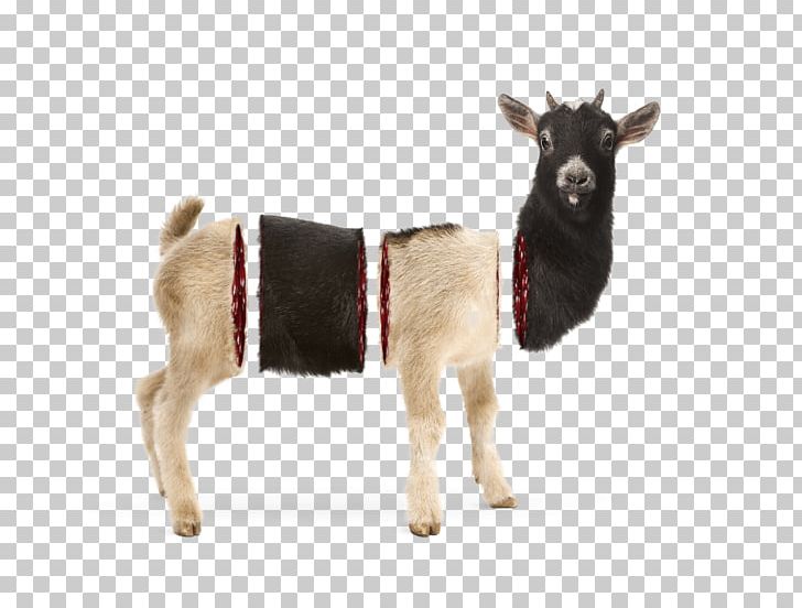 Goat Cattle Reindeer Animal PNG, Clipart, Animal, Animals, Branding Agency, Cattle, Cattle Like Mammal Free PNG Download