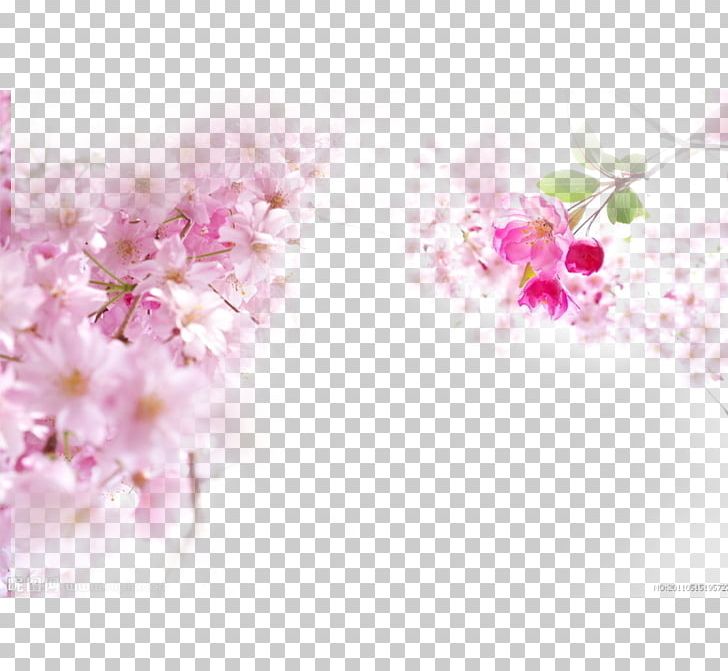 National Cherry Blossom Festival Pink PNG, Clipart, Blossom, Blossoms, Branch, Cerasus, Cherry Free PNG Download