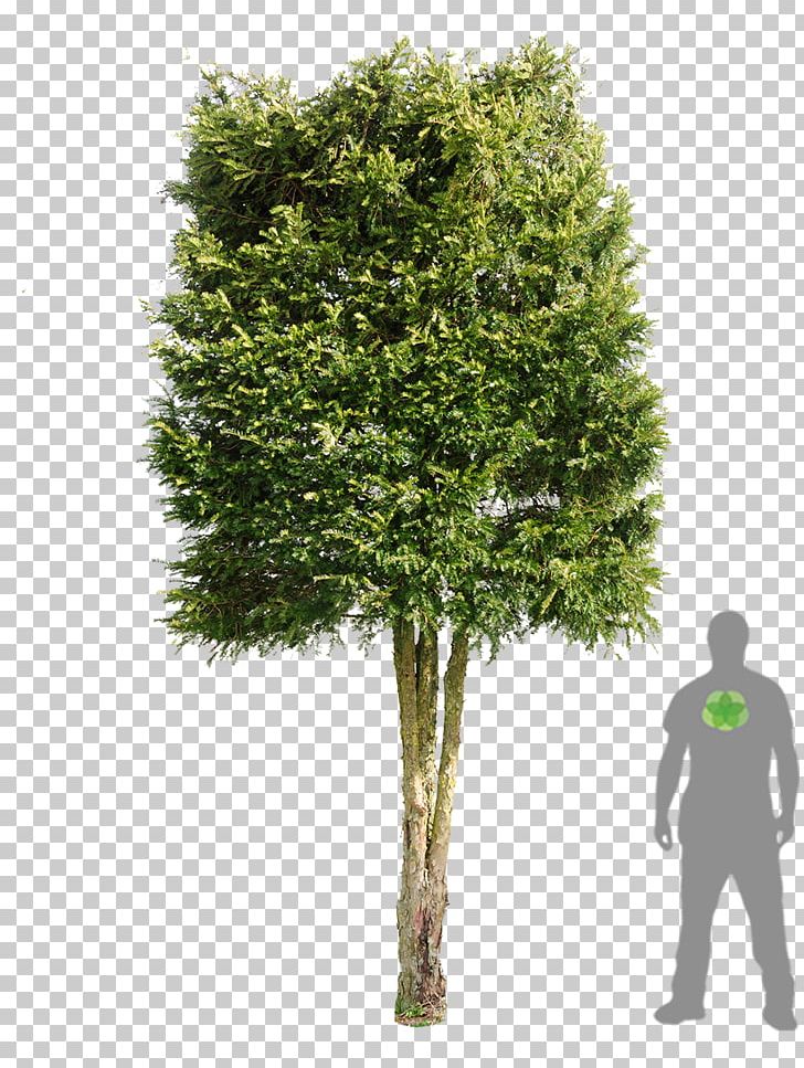 Tree Woody Plant Evergreen Shrub PNG, Clipart, Branch, Branching, Evergreen, Grass, Nature Free PNG Download