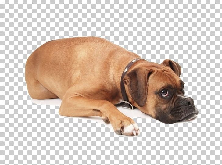 Beagle Boxer Puppy Pet Daylight Saving Time PNG, Clipart, Animal, Animals, Bark, Black Mouth Cur, Carnivoran Free PNG Download