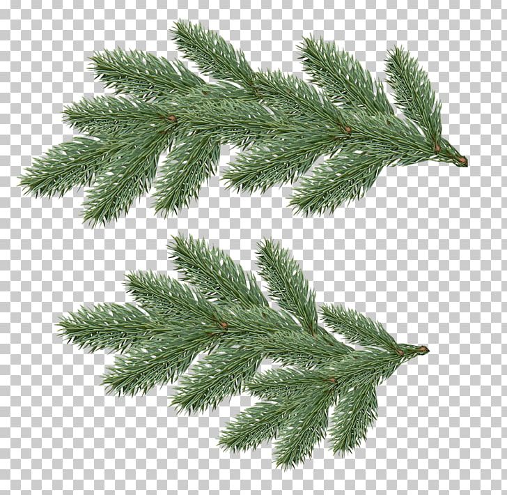 Fir Tree PNG, Clipart, Appbreeze, Beautiful, Branch, Conifer, Cypress Family Free PNG Download