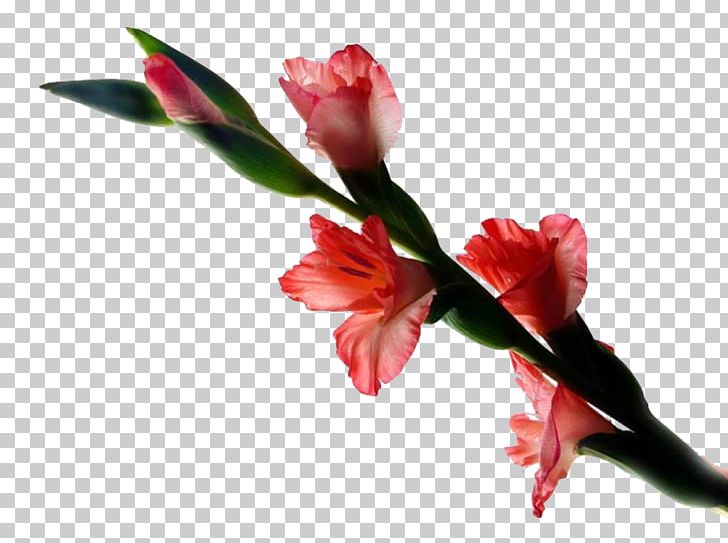 Gladiolus Hybridus Gladiolus Xd7gandavensis PNG, Clipart, Adobe Illustrator, Blossom, Bud, Cut Flowers, Download Free PNG Download