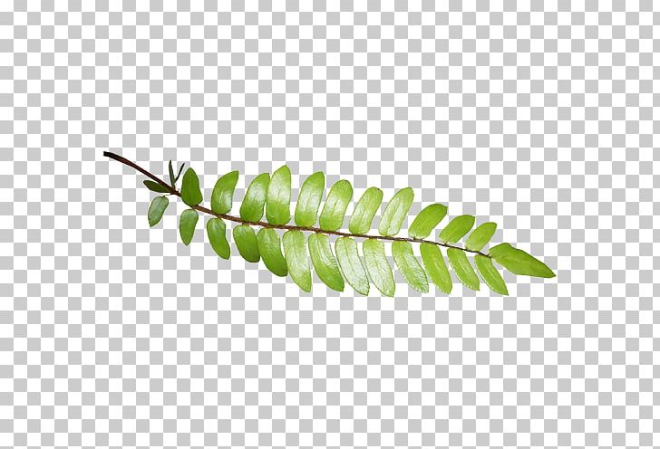 Leaf Photography PNG, Clipart, Albom, Branch, Download, Foliage, Gold Free PNG Download