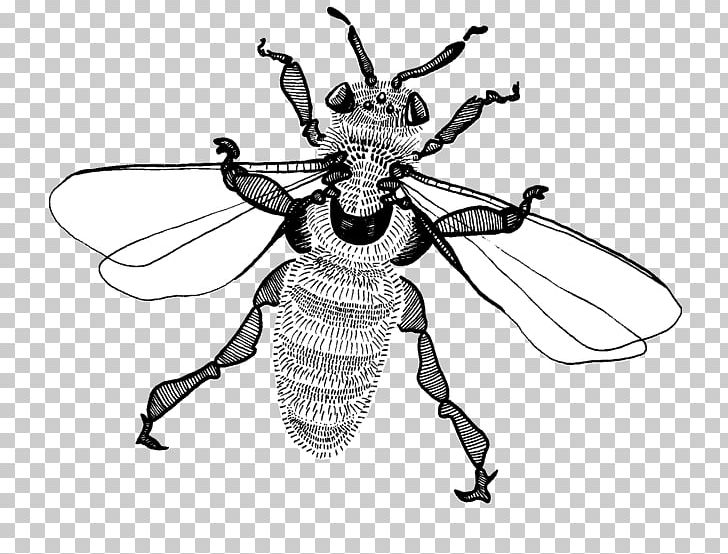 Bee Insect Weevil Line Pattern PNG, Clipart, Arthropod, Bee, Black And White, Fly, Insect Free PNG Download