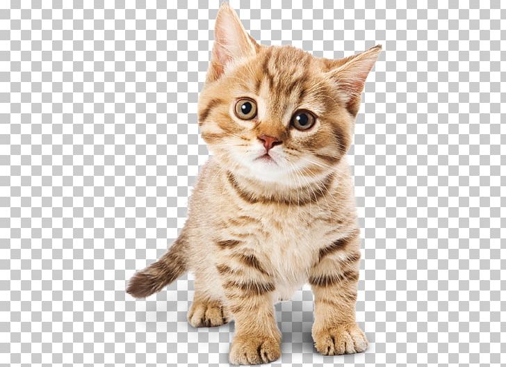 Cat Food Kitten Dog PNG, Clipart, Animals, Animal Shelter, Asian, Australian Mist, Bengal Free PNG Download