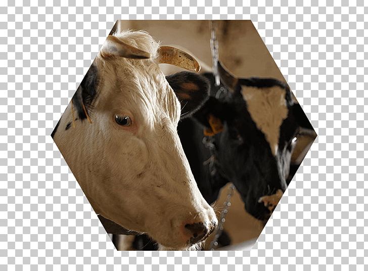 Cattle Lawyer Domina Law Group Pc Llo Property Law PNG, Clipart, Agricultural Law, Agriculture, Business, Cattle, Cattle Like Mammal Free PNG Download
