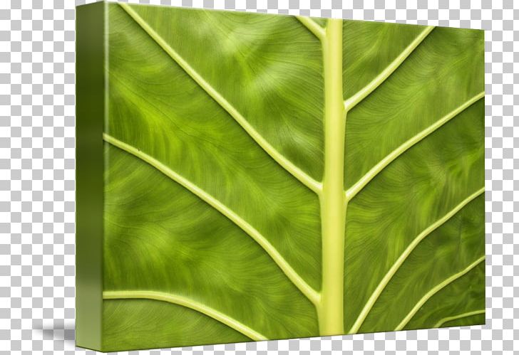 Leaf Green Plant Stem PNG, Clipart, Grass, Green, Leaf, Plant, Plant Stem Free PNG Download