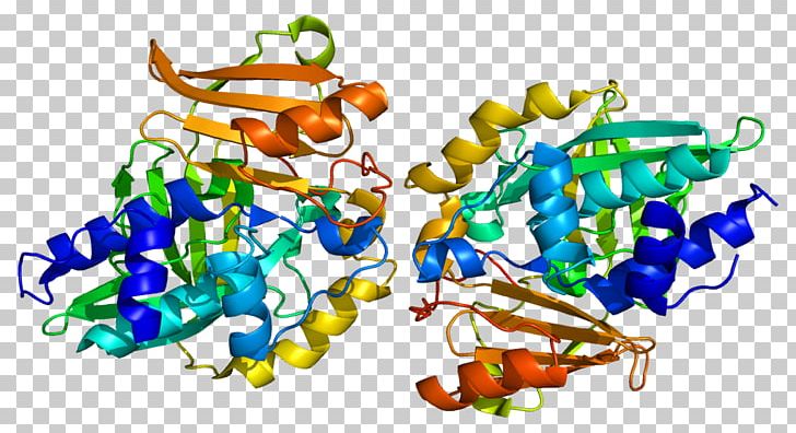 N-acetyltransferase 2 N-acetyltransferase 1 Enzyme PNG, Clipart, Acetyl Group, Acetyltransferase, Amine, Aromatic Amine, Enzyme Free PNG Download