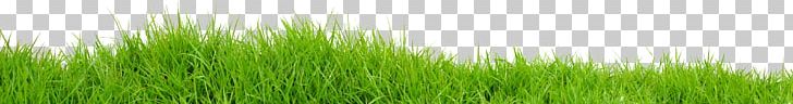 Vetiver Wheatgrass Green Commodity Plant Stem PNG, Clipart, Chrysopogon, Chrysopogon Zizanioides, Commodity, Field, Grass Free PNG Download