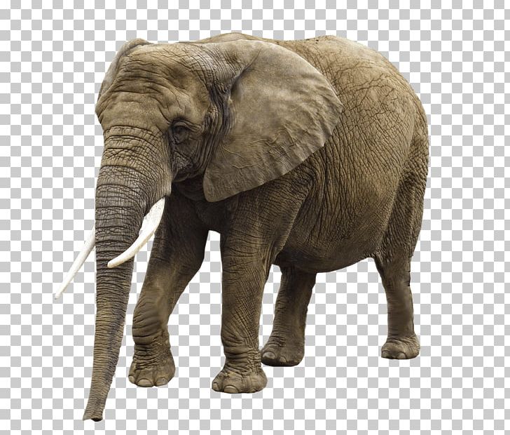 African Forest Elephant PNG, Clipart, African Forest Elephant, Animals ...