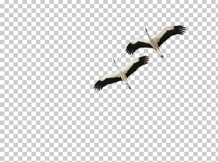 Crane Bird Icon PNG, Clipart, Animal, Beak, Bird, Computer, Computer Wallpaper Free PNG Download