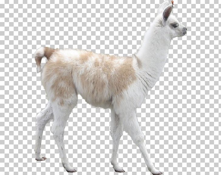 Llama Alpaca Camel Desktop Inca Empire PNG, Clipart, Alpaca, Animal, Animation, Camel, Camel Like Mammal Free PNG Download