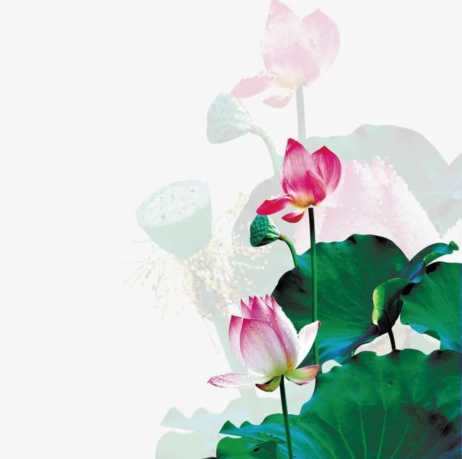 Mid-lotus PNG, Clipart, Elements, Finds, Flower, Leaf, Lightness Free PNG Download