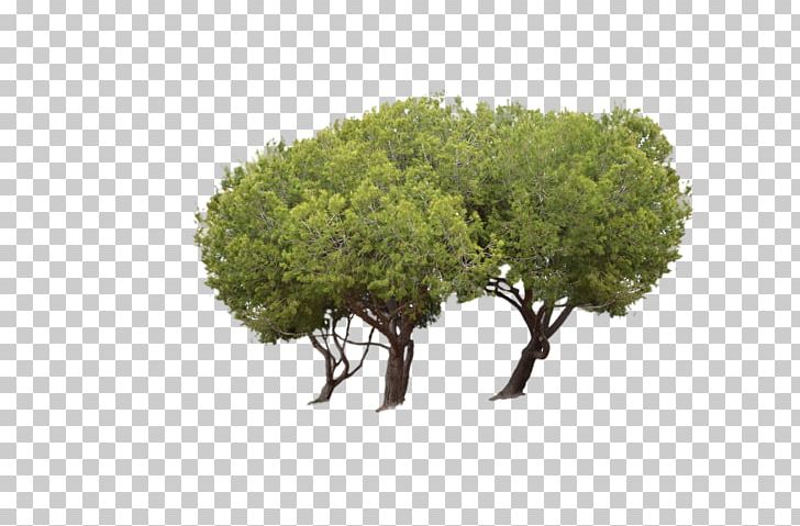 Tree Park Woody Plant PNG, Clipart, Branch, Garden, Grass, Houseplant, Nature Free PNG Download