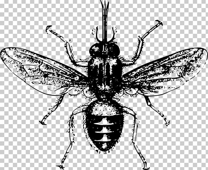 Tsetse Fly Insect Mosquito PNG, Clipart, Afrika, Animal, Animals, Arthropod, Bee Free PNG Download