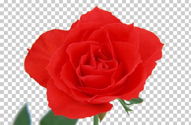Beach Rose Flower Red Color PNG, Clipart, Carnation, China Rose, Christmas Decoration, Color, Creative Background Free PNG Download