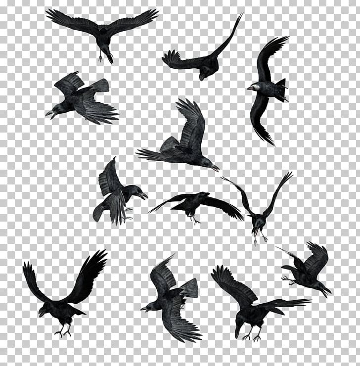 Butka PNG, Clipart, Animal Migration, Animals, Beak, Bird, Bird Migration Free PNG Download