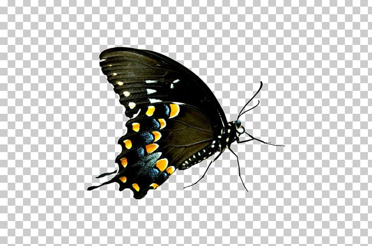 Butterfly Computer Icons PNG, Clipart, Animal, Arthropod, Brush Footed Butterfly, Butterflies And Moths, Butterfly Free PNG Download