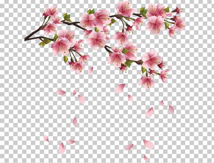 Cherry Blossom Portable Network Graphics PNG, Clipart, Azalea, Blossom, Branch, Cherry, Cherry Blossom Free PNG Download