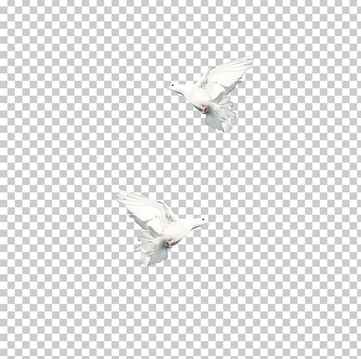 Columbidae Peace Symbols PNG, Clipart, Aperture Symbol, Approve Symbol, Attention Symbol, Bird, Columba Free PNG Download