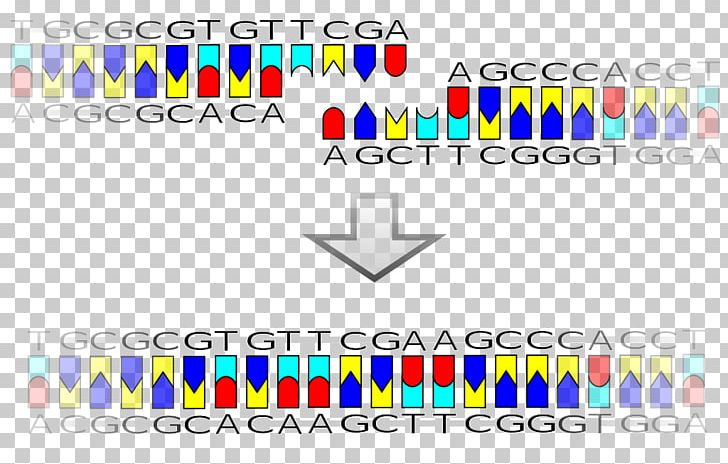 DNA Ligase Ligation Recombinant DNA Restriction Site PNG, Clipart, Area, Biology, Brand, Circle, Diagram Free PNG Download