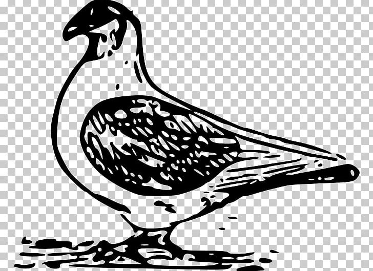 English Carrier Pigeon Bird Columbidae PNG, Clipart, Animal, Animals, Artwork, Beak, Bird Free PNG Download