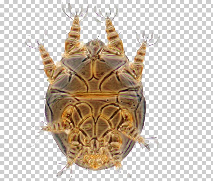 Flour Mite Acaridae Tyrophagus Putrescentiae PNG, Clipart, Acari, Acaridae, Alchetron Technologies, Allergy, Arthropod Free PNG Download