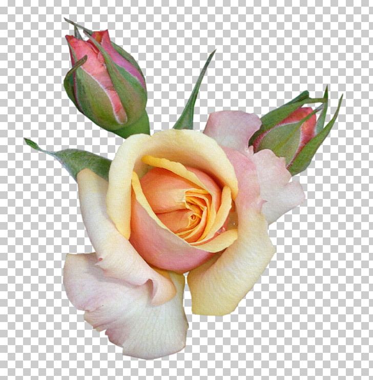 Flower Bud Rosa Chinensis PNG, Clipart, Abstract, Artificial Flower, Bouquet Of Flowers, Floral, Floribunda Free PNG Download