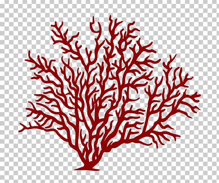 Long Cove Club Alcyonacea Red Coral Coral Reef PNG, Clipart, Alcyonacea, Branch, Club, Commodity, Coral Free PNG Download
