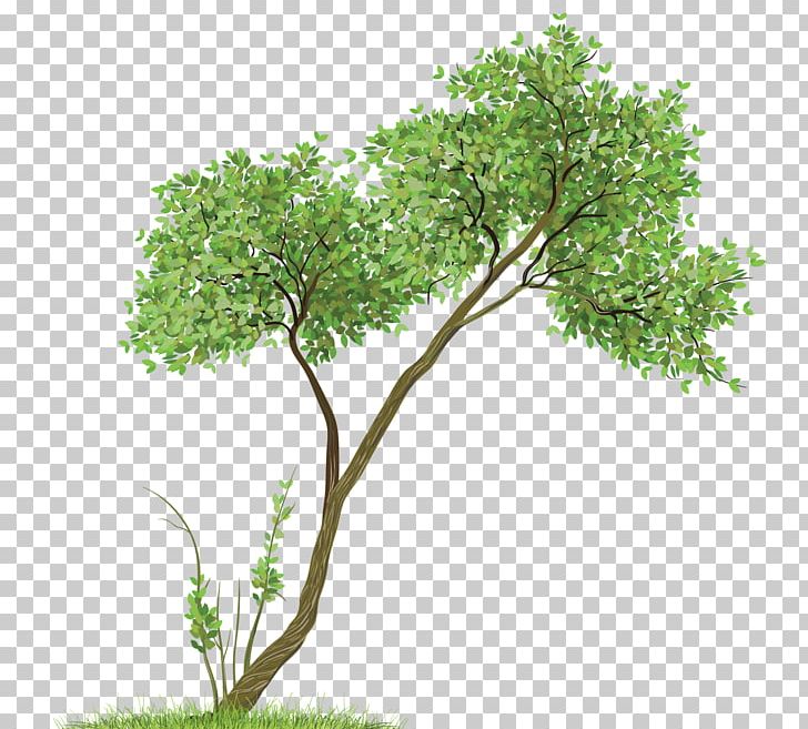 Paper Drawing Watercolor Painting Tree PNG, Clipart, Art, Baannueng Kata, Branch, Clip Art, Drawing Free PNG Download
