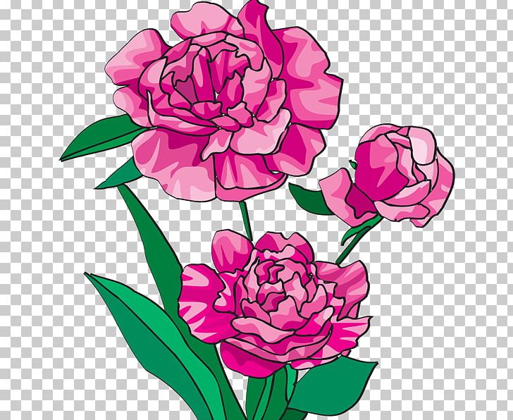 Peony Bai Mudan Paeonia Officinalis Pink Flowers PNG, Clipart, Bai Mudan, Cut Flowers, Dahlia, Floral Design, Floristry Free PNG Download