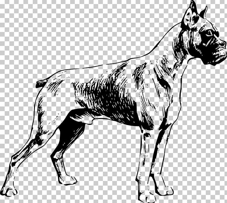 Boxer Puppy Drawing PNG, Clipart, Black And White, Boxer, Boxing, Carnivoran, Dog Free PNG Download