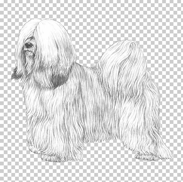 Havanese Dog Tibetan Terrier Lhasa Apso Maltese Dog Skye Terrier PNG, Clipart, Ancient Dog Breeds, Bearded Collie, Carnivoran, Companion Dog, Dog Breed Free PNG Download