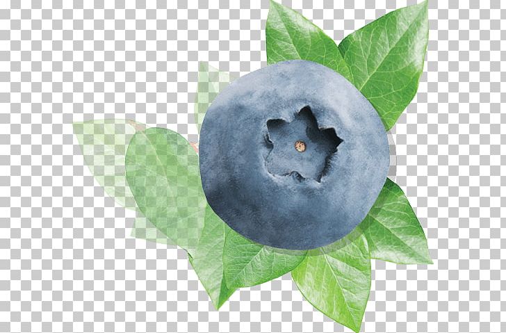 Highbush Blueberry European Blueberry Leaf Bilberry PNG, Clipart,  Free PNG Download