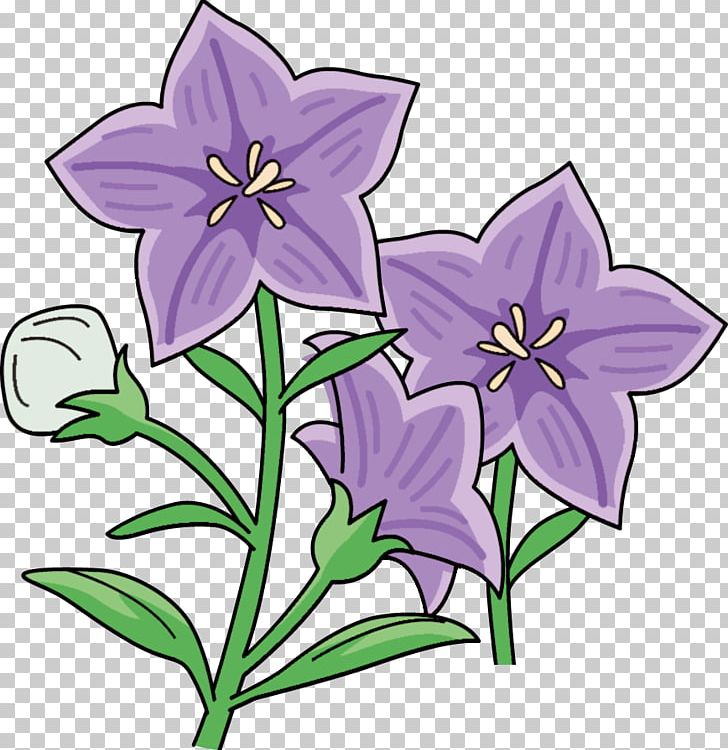 Platycodon Grandiflorus 合同会社ほぐし処あんじぃ（足つぼマッサージ） Tama Zoological Park くずまきワイン PNG, Clipart, Bellflower, Bellflower Family, Cut Flowers, Daylily, Flora Free PNG Download